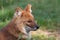 A Dhole also known as a Red Dog