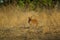 The dhole is a coyote that lives in Asia, especially in the south and east.