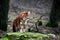 Dhole (Cuon alpinus)