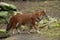 Dhole (Cuon alpinus)