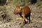 The dhole (Cuon alpinus) or Asian wild dog