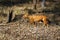 The dhole (Cuon alpinus) or Asian wild dog running.