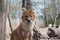 The dhole, Cuon alpinus, Asiatic Wild Dog, red dog, whistling dog, an endangered large carnivore