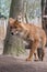 The dhole, Cuon alpinus, Asiatic Wild Dog, whistling dog, an endangered large carnivore