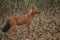 Dhole - Cuon alpinus, beautiful iconic Indian Wild Dog from South and Southeast Asian forests and jungles