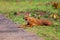 Dhole or Indian Wild Dog lying alongside the road resting after a hunt in Tadoba National Park