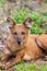 Dhole or Indian Wild Dog lying alongside the road resting after a hunt in Tadoba National Park