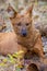 Dhole or Indian Wild Dog lying alongside the road resting after a hunt in Tadoba National Park