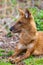 Dhole or Indian Wild Dog lying alongside the road resting after a hunt in Tadoba National Park