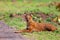 Dhole or Indian Wild Dog lying alongside the road resting after a hunt in Tadoba National Park