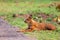 Dhole or Indian Wild Dog lying alongside the road resting after a hunt in Tadoba National Park