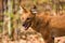 Dhole or Indian Wild Dog standing alongside the road resting after a failed hunt in Tadoba National Park