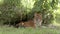 Dhole laying in shade 6k wildlife footage