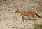 Dhole in pench tiger reserve