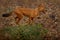 Dhole running in the forest. Dhole, Cuon alpinus, in the nature habitat, wild dogs from Kabini Nagarhole NP in India, Asia. Dhole
