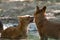 Dhole touching the nose of the other