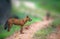 Dhole Wild Dog in the forest of India