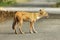 Dhole or wild dog at Pench National Park with beautiful background