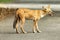 Dhole or wild dog at Pench National Park with beautiful background stalking at deer