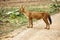 Dhole or wild dog at Pench National Park with beautiful background stalking at deer