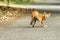 Dhole or wild dog at Pench National Park with beautiful background stalking at deer