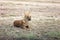 Dhole or wild dog at Pench National Park with beautiful background stalking at deer