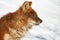 Dhole in Winter