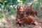 The Dholes, Cuon alpinus, Indian Wild dogs,