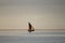 Dhow on the ocean