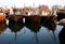 Dhows in the Fishing harbor of Manama, Bahrain