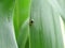 Diabrotica is a pest in corn fields