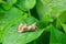 Diachrysia moth resting on leaf
