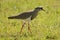 Diadeemkievit, Crowned Lapwing, Vanellus coronatus