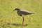 Diadeemkievit, Crowned Lapwing, Vanellus coronatus