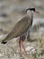 Diadeemkievit, Crowned Lapwing, Vanellus coronatus