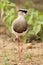 Diadeemkievit, Crowned Lapwing, Vanellus coronatus