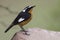 Diadeemroodstaart, Moussier\\\'s Redstart, Phoenicurus moussieri