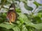 A Diadem Butterfly, Hypolimnas misippus on a leaf in a Butterfly House at St Andrews Botanic Gardens.