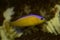 Diadem Dottyback, Purple Stripe Pseudochromis, Diadem Pseudochromis, Pictichromis diadem   Pseudochromis diadema.