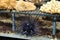 Diadem sea urchin in the aquarium swimming in animal park Ouwehands in Rhenen