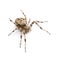 Diadem spider - Araneus diadematus