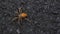 Diadem Spider Crawling on Asphalt
