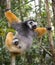 Diademed sifaka with a baby. Madagascar. Mantadia National Park.