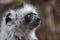 Diademed Sifaka. Diadema, endemic, endengered. Rare lemur,close up, portrait.(Propithecus diadema),Wild nature