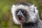 Diademed Sifaka. Diadema, endemic, endengered. Rare lemur,close up, portrait.Propithecus diadema,Wild nature Madagascar