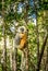 Diademed sifaka holding on to a tree in Madagascar