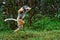 Diademed sifaka lemur Propithecus diadema â€“ He jumps, Madagascar nature