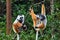 Diademed sifaka lemur Propithecus diadema â€“ portrait, Madagascar nature