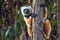 Diademed sifaka lemur Propithecus diadema â€“ portrait, Madagascar nature