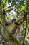 Diademed Sifaka - Propithecus diadema, rain forest, Madagascar